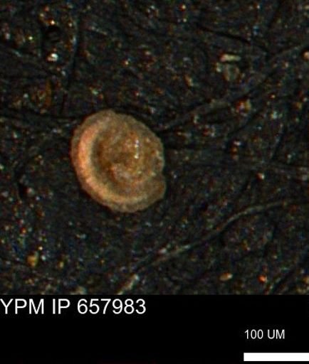 Spirolocammina subcircularis