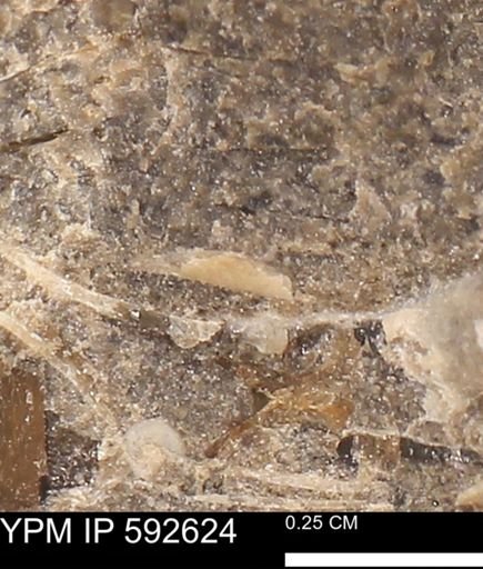 undet. Mollusca