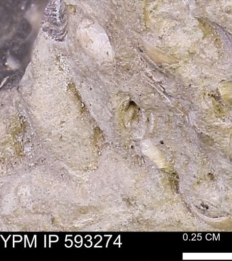undet. Mollusca