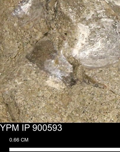 Anomia gryphorhyncha