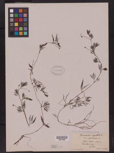 Ranunculus trichophyllus