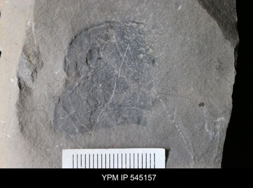 undet. Eurypterida