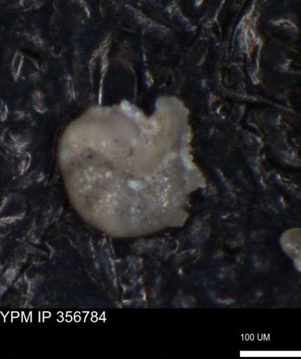 undet. Foraminiferida