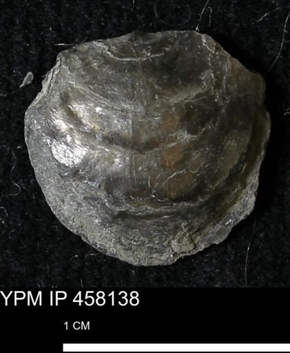 Pholidostrophia iowaensis