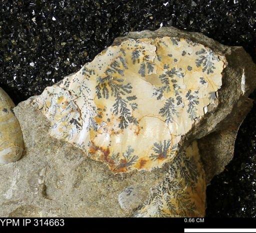 undet. Scaphitidae