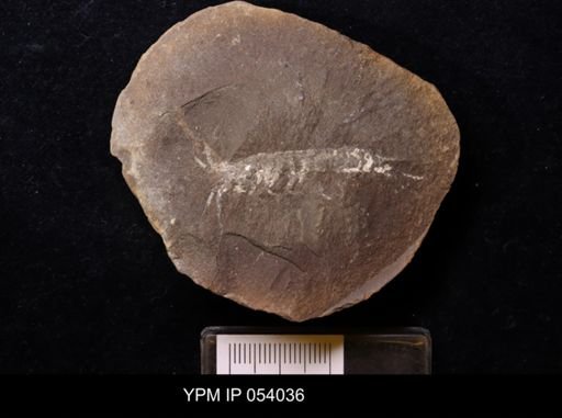 Anthracaris gracilis
