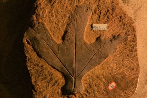 Aspidiophyllum sp.