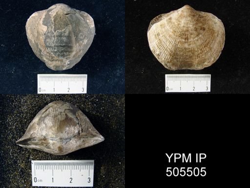 Atrypa sp.