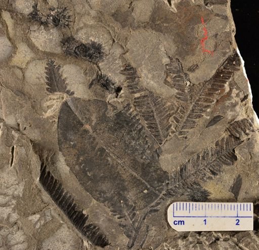 Calcaropteris boeselii