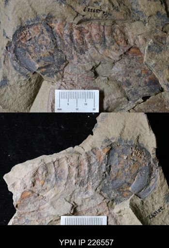 Tremaglaspis sp.