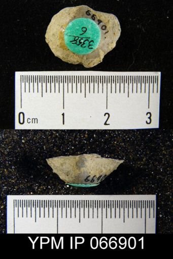 Productella hallana