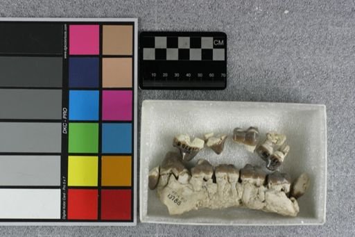 Entelodontidae
