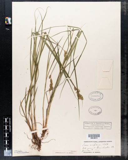 Carex scoparia