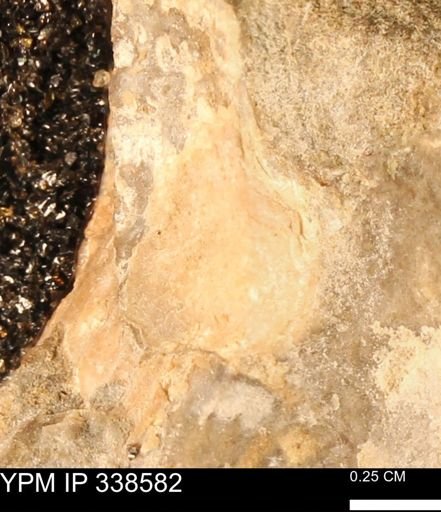 undet. Mollusca