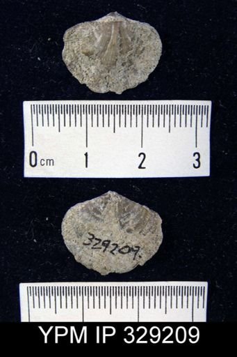 Reticularia fimbriata
