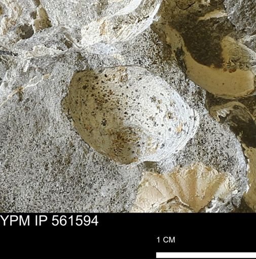 Limopsis striatopunctatus