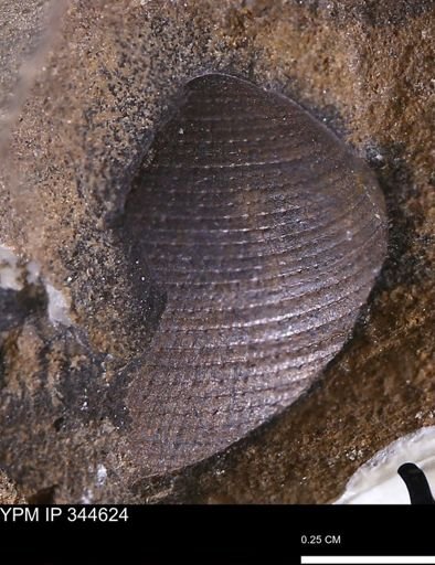 Limopsis striatopunctatus