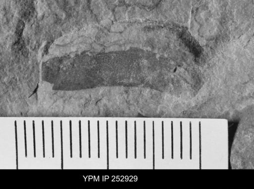 undet. Eurypterida