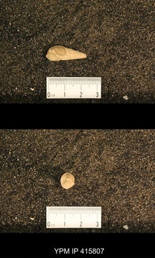 Meekospira choctawensis