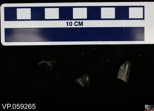 Vertebrata