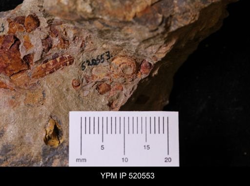 undet. Gastropoda