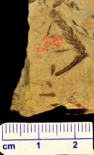 Lepidodendron sp.