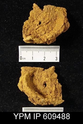Leptaena sp.