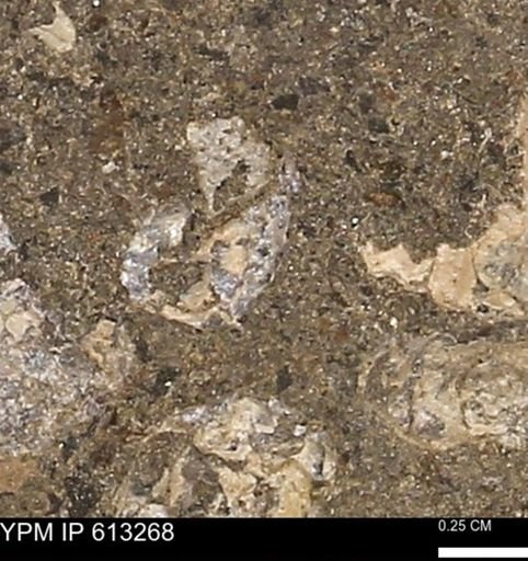 Scaphites sp.
