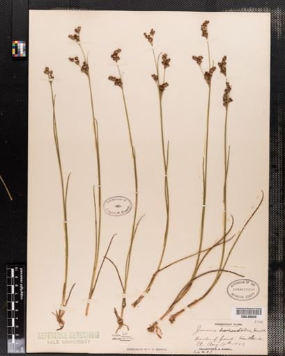Juncus brevicaudatus