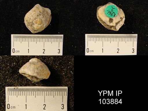 Atrypa reticularis