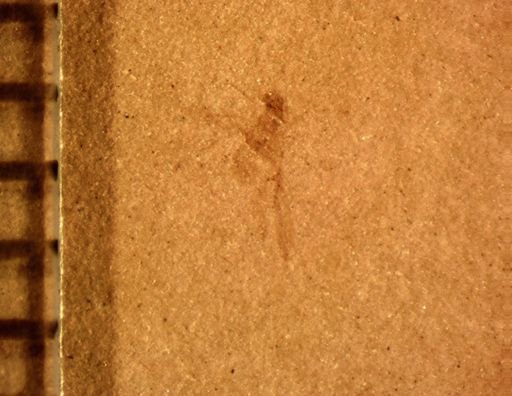 Aphididae?