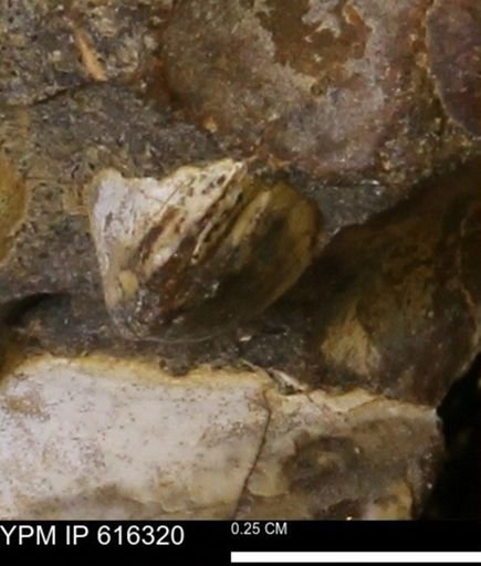 Protocardia subquadrata