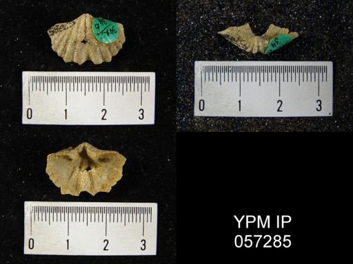Spirifer cyclopterus