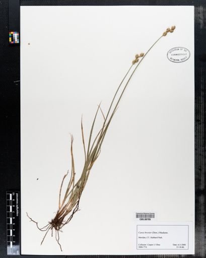 Carex brevior