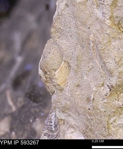 undet. Mollusca