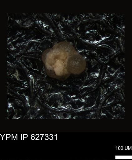 undet. Foraminiferida