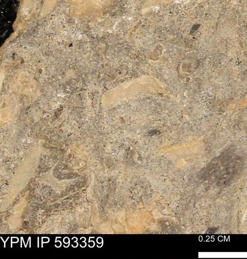 undet. Mollusca