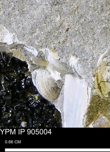 undet. Bivalvia
