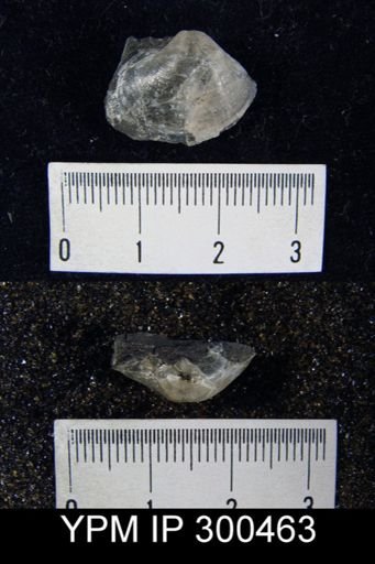 undet. Athyridoidea