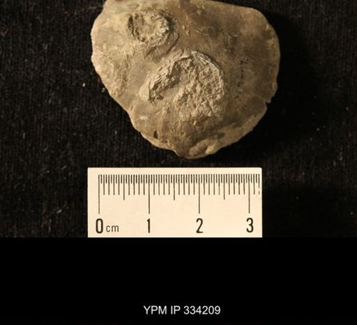 Agelacrinites pileus