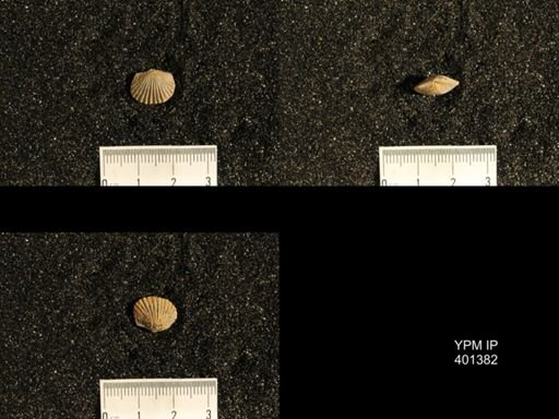 Plectorthis plicatella