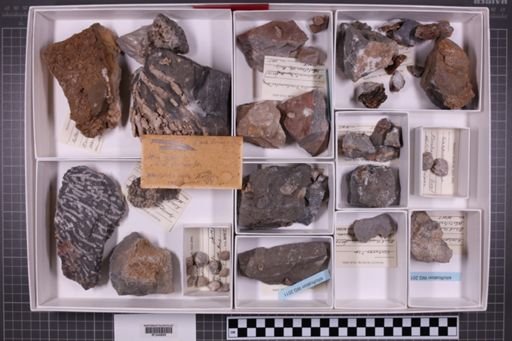 mixed taxa, stratigraphic collection
