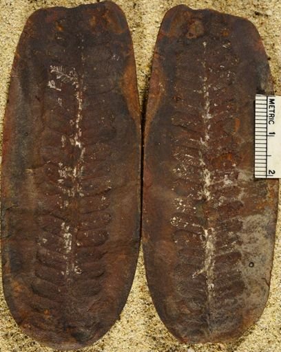 Pecopteris