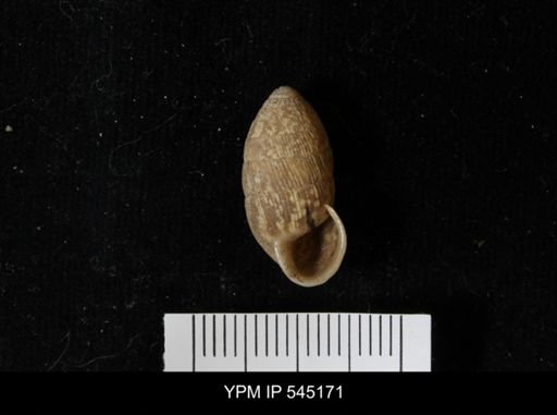 Cerion sp.