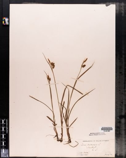 Carex pallescens