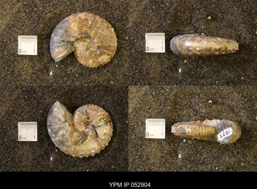 Discoscaphites gulosus
