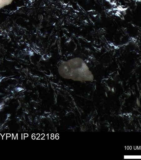 undet. Heterohelicidae