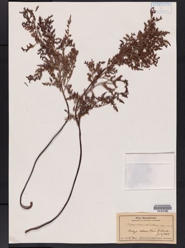 Plantae