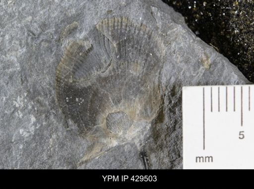 Pseudaviculopecten princeps