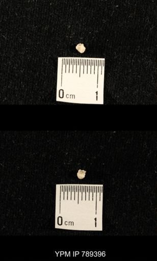 undet. Bryozoa